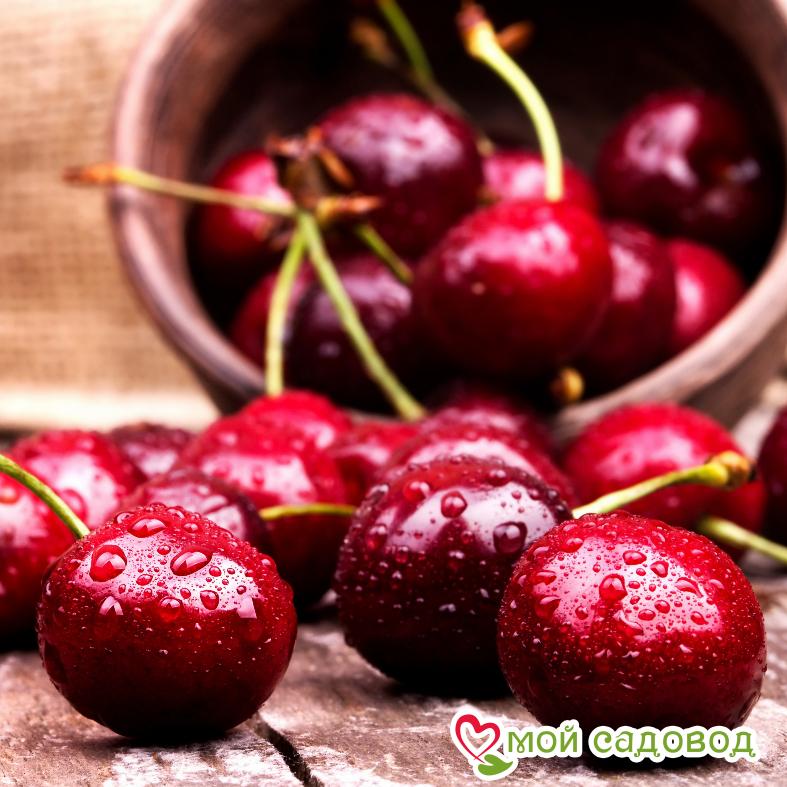 Саженцы вишни - Чудо-вишня