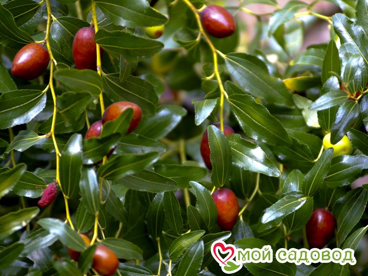 Зизифус Я-Цзао (Ранние сорт)