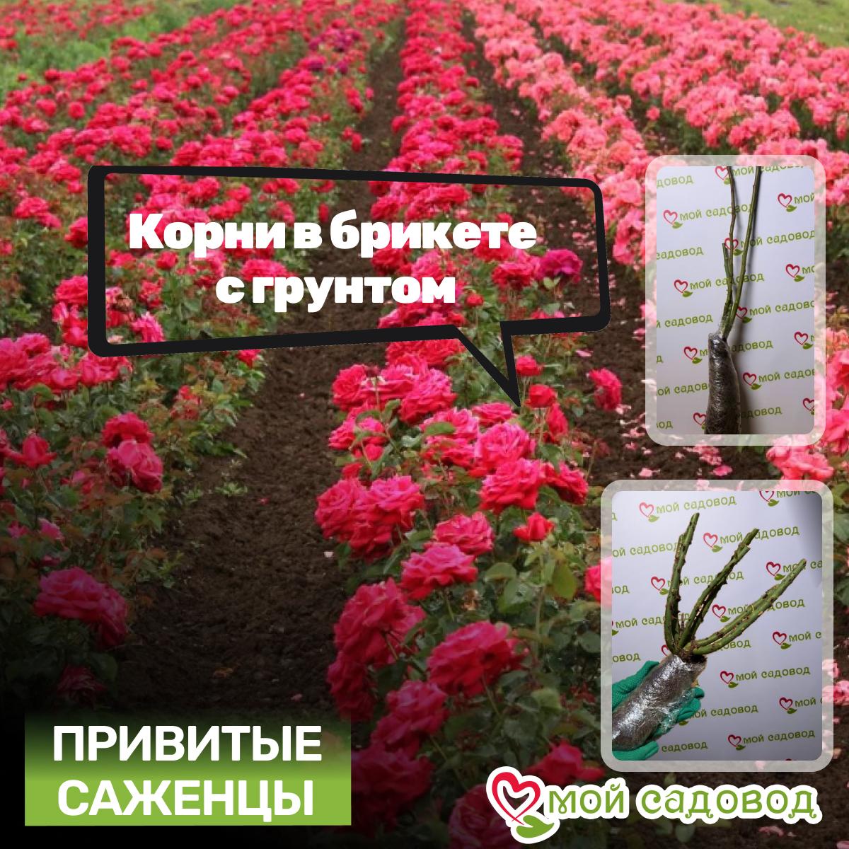 Роза Поль Гоген