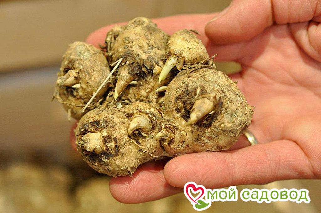 Калла Импрессия